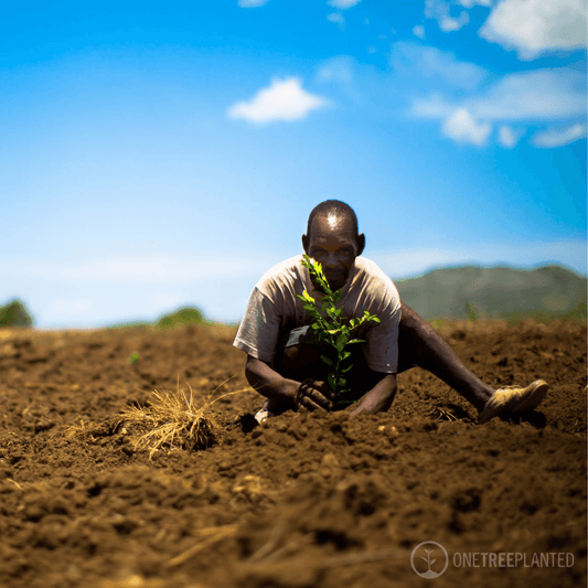 Plant een boom met je bestelling