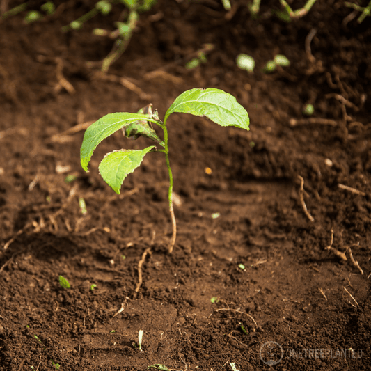 Plant een boom met je bestelling